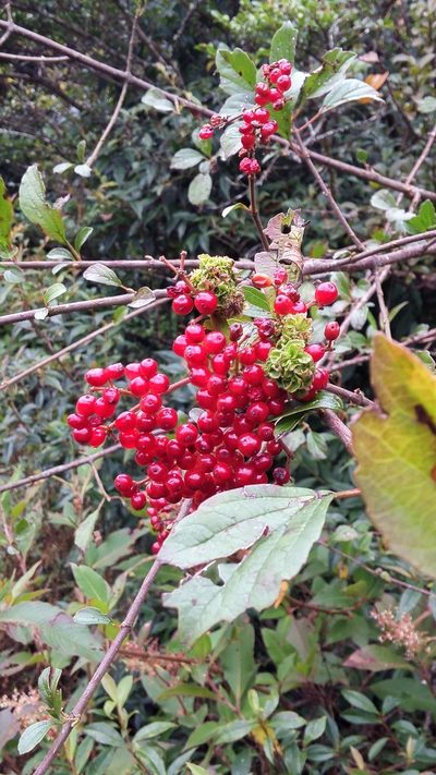 Viburnum foetidum, photographed by Kristof Zyskowski