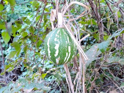 Cucurbita argyrosperma, photographed by Francisco Farriols Sarabia