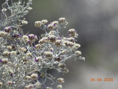 Psorothamnus emoryi, photographed by Diana