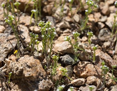 Cryptantha pterocarya, photographed by Jesse Rorabaugh