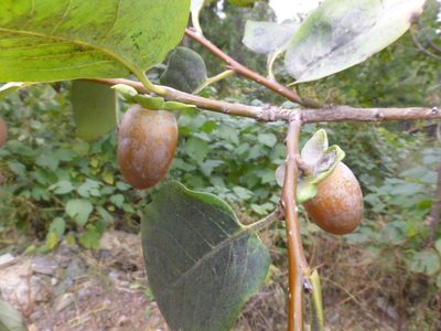 Diospyros lotus, photographed by Kristof Zyskowski