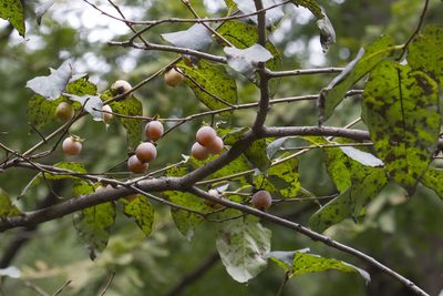 Diospyros lotus, photographed by Kristof Zyskowski