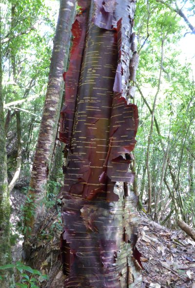 Betula utilis, photographed by Kristof Zyskowski