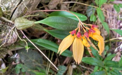 Bulbophyllum retusiusculum, photographed by Kristof Zyskowski