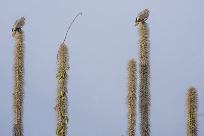 Lophocereus schottii, photographed by Kristof Zyskowski