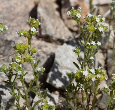 Cryptantha pterocarya, photographed by Jesse Rorabaugh