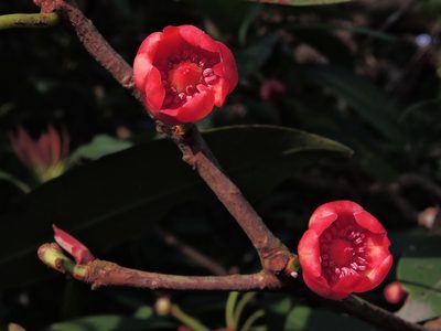 Illicium arborescens, photographed by Jacy Chen