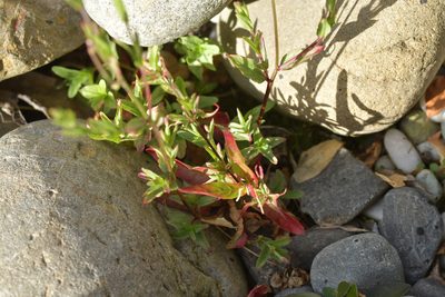 Epilobium obscurum, photographed by Christopher Stephens
