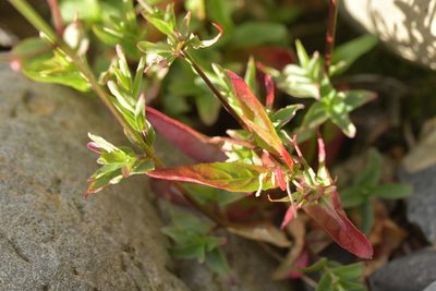 Epilobium obscurum, photographed by Christopher Stephens