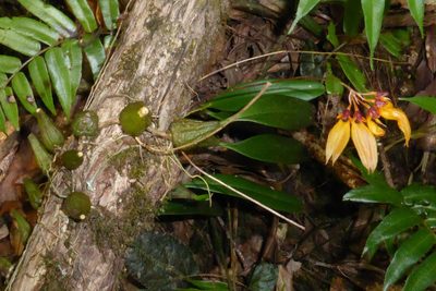 Bulbophyllum retusiusculum, photographed by Kristof Zyskowski