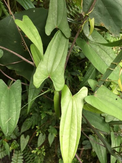 Dioscorea japonica, photographed by teresa lo