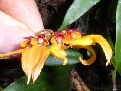 Bulbophyllum retusiusculum, photographed by Kristof Zyskowski
