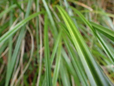 Carex coriacea, photographed by Penelope Noel Gillette