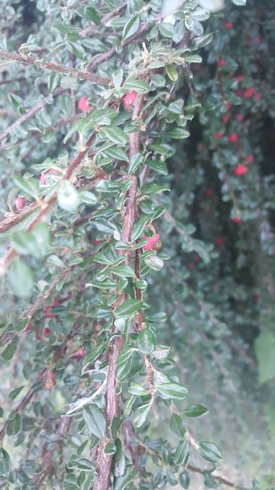 Cotoneaster microphyllus, photographed by jacobkaiwai