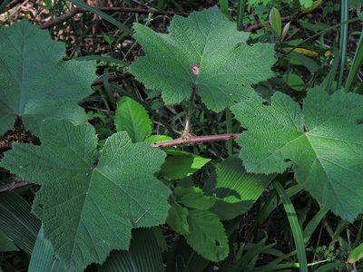 Rubus alceifolius, photographed by Jacy Chen