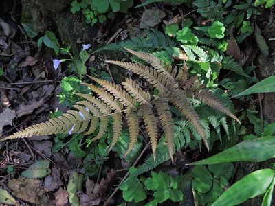 Dryopteris varia, photographed by Jacy Chen