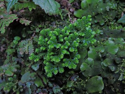 Selaginella aristata, photographed by Jacy Chen
