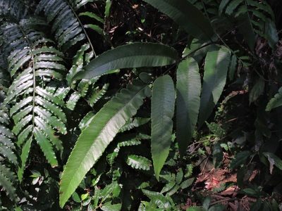 Diplazium lobatum, photographed by Jacy Chen