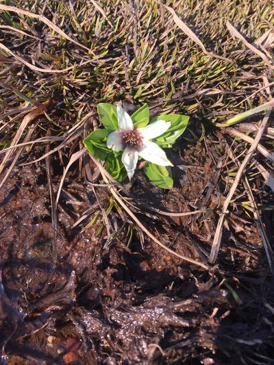 Psychrophila introloba, photographed by Kevin Attard