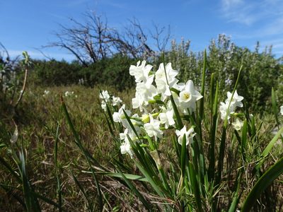 Narcissus dubius, photographed by Thomas Koffel