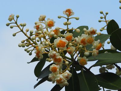 Calophyllum blancoi, photographed by 葉子