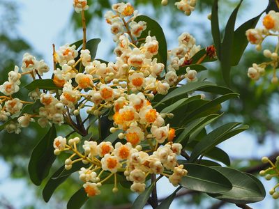 Calophyllum blancoi, photographed by 葉子