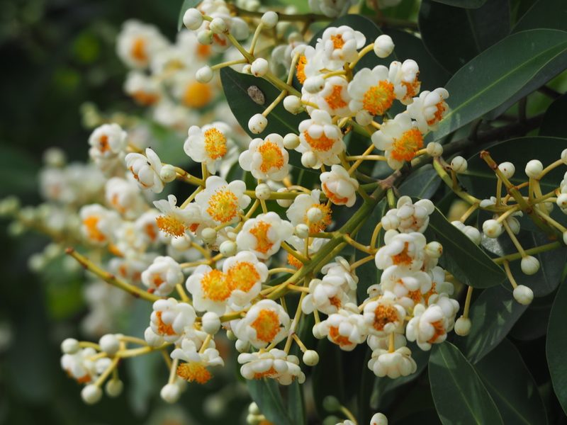 Calophyllum blancoi, photographed by 葉子