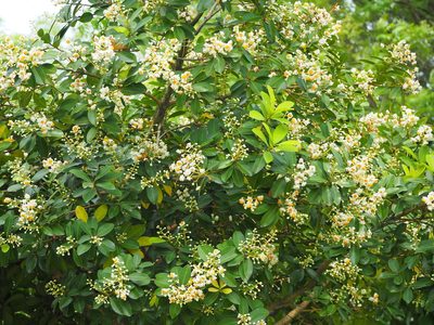 Calophyllum blancoi, photographed by 葉子