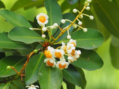 Calophyllum blancoi, photographed by 葉子