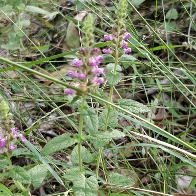 Teucrium argutum, photographed by Sam Stainsby