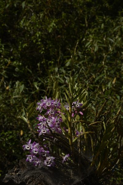 Dendrobium nobile, photographed by Siddarth Machado
