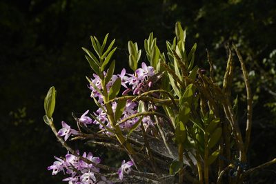 Dendrobium nobile, photographed by Siddarth Machado