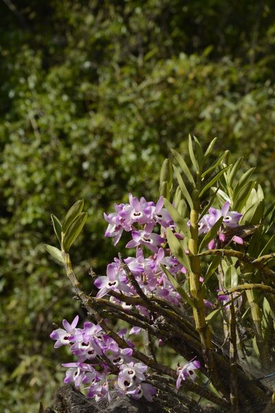 Dendrobium nobile, photographed by Siddarth Machado
