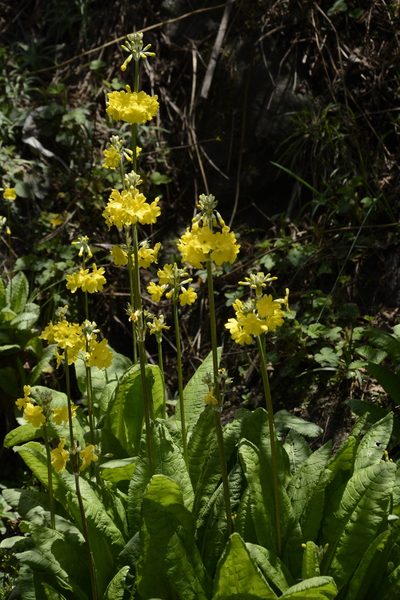 Primula prolifera, photographed by Siddarth Machado