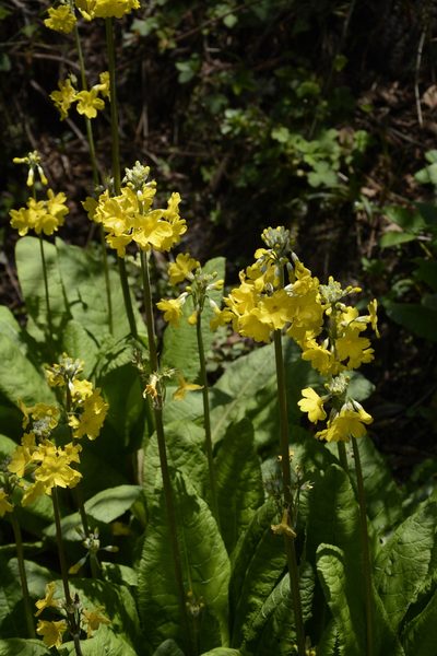 Primula prolifera, photographed by Siddarth Machado