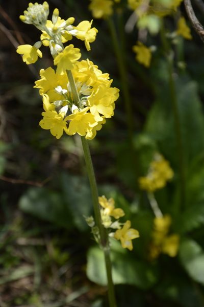 Primula prolifera, photographed by Siddarth Machado