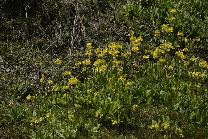 Primula prolifera, photographed by Siddarth Machado