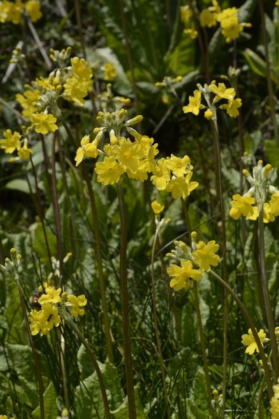 Primula prolifera, photographed by Siddarth Machado
