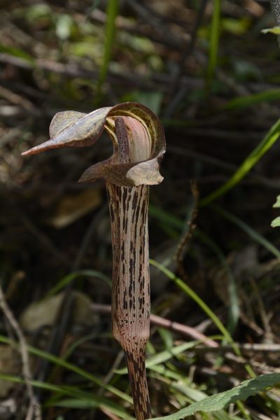 Arisaema nepenthoides, photographed by Siddarth Machado