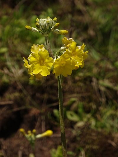 Primula prolifera, photographed by Siddarth Machado