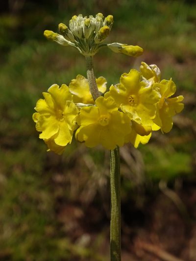 Primula prolifera, photographed by Siddarth Machado