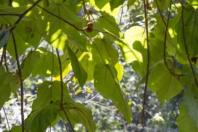 Ficus simplicissima, photographed by Kristof Zyskowski