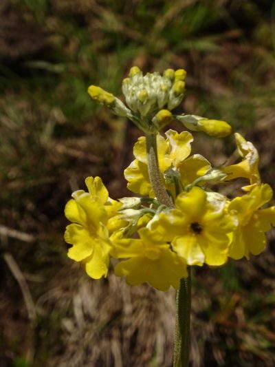 Primula prolifera, photographed by Siddarth Machado