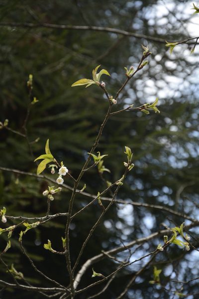 Prunus rufa, photographed by Siddarth Machado