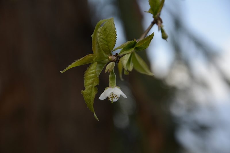 Prunus rufa, photographed by Siddarth Machado