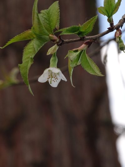 Prunus rufa, photographed by Siddarth Machado