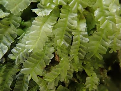 Chiloscyphus pallescens, photographed by Christian Berg