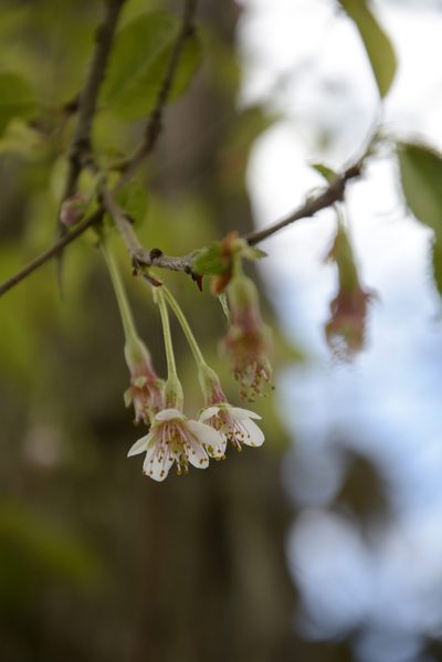 Prunus rufa, photographed by Siddarth Machado