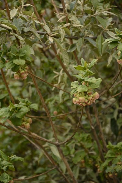 Enkianthus deflexus, photographed by Siddarth Machado