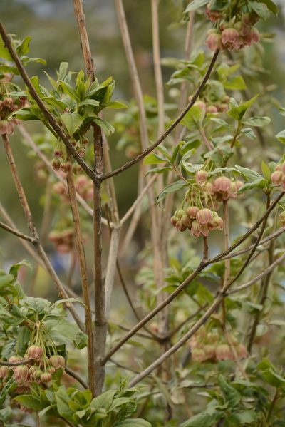 Enkianthus deflexus, photographed by Siddarth Machado